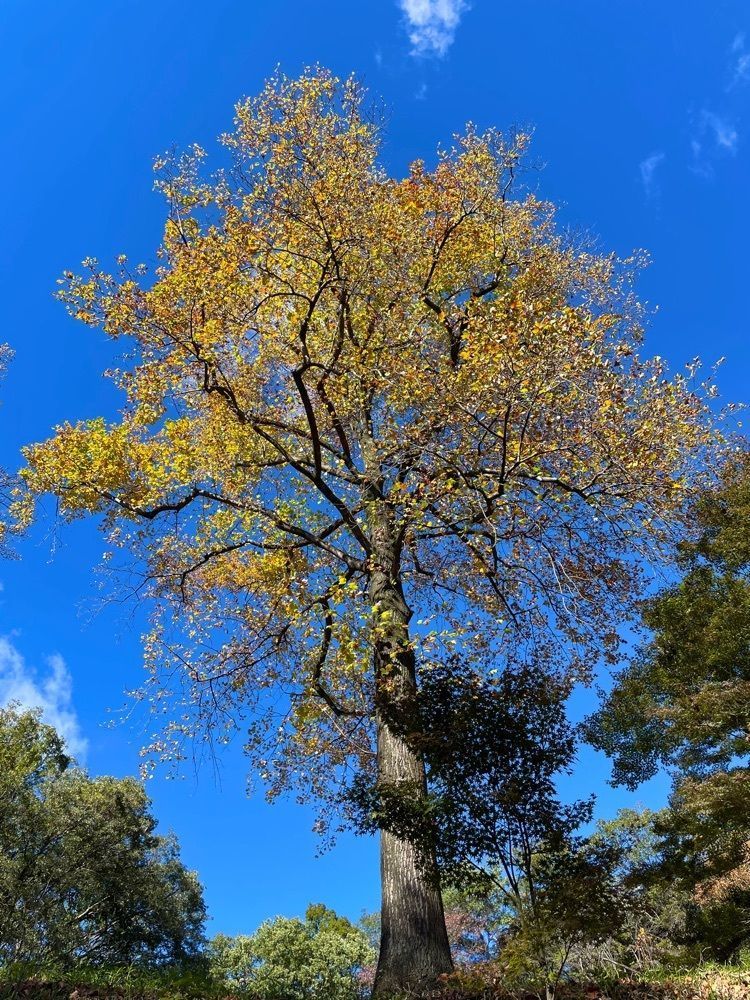 maaasanさんが投稿した織姫公園に関する口コミの画像