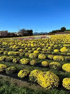 あかぼり蓮園