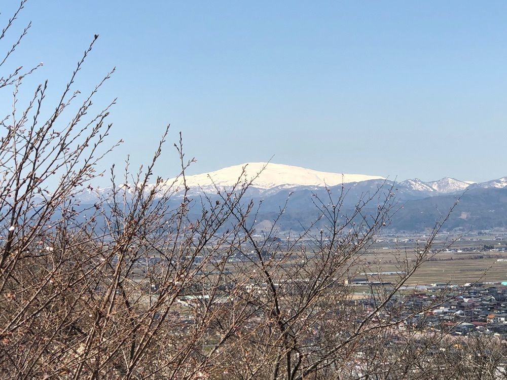 みいちゃんさんが投稿した舞鶴公園の桜に関する口コミの画像