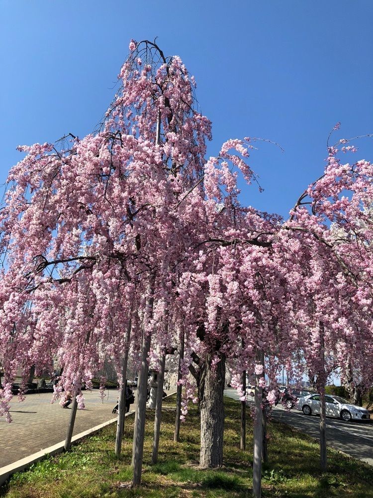 みいちゃんさんが投稿した舞鶴公園の桜に関する口コミの画像