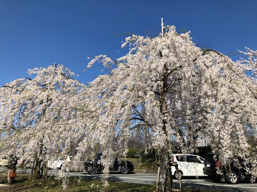 みいちゃんさんが投稿した舞鶴公園の桜に関する口コミの画像