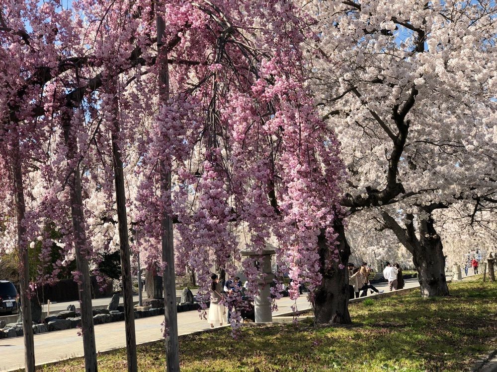 みいちゃんさんが投稿した舞鶴公園の桜に関する口コミの画像