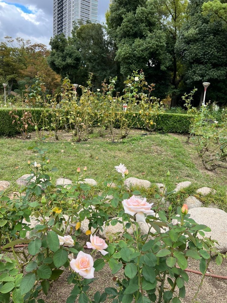 __whtri98さんが投稿した靱公園に関する口コミの画像