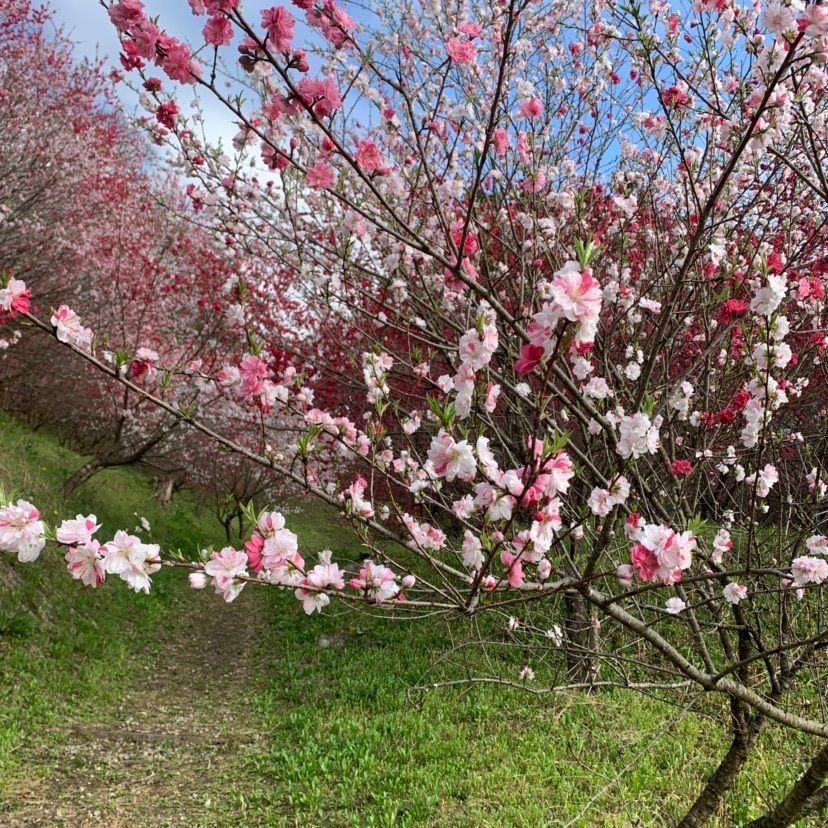 haruruさんが投稿した紅枝垂地蔵ザクラに関する口コミの画像