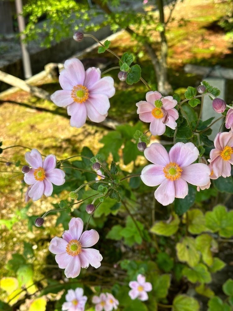 blossom&C7さんが投稿した酬恩庵庭園に関する口コミの画像