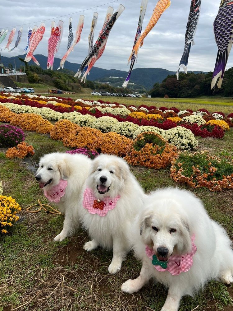 ビンカさんが投稿した足柄神社に関する口コミの画像