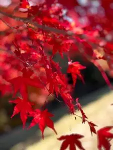 もみじ湖もみじのトンネル