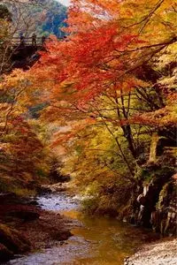 大芦渓谷の紅葉
