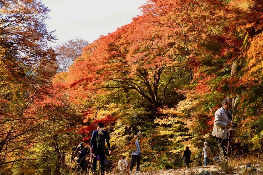 kohchanさんが投稿した大芦渓谷の紅葉に関する口コミの画像
