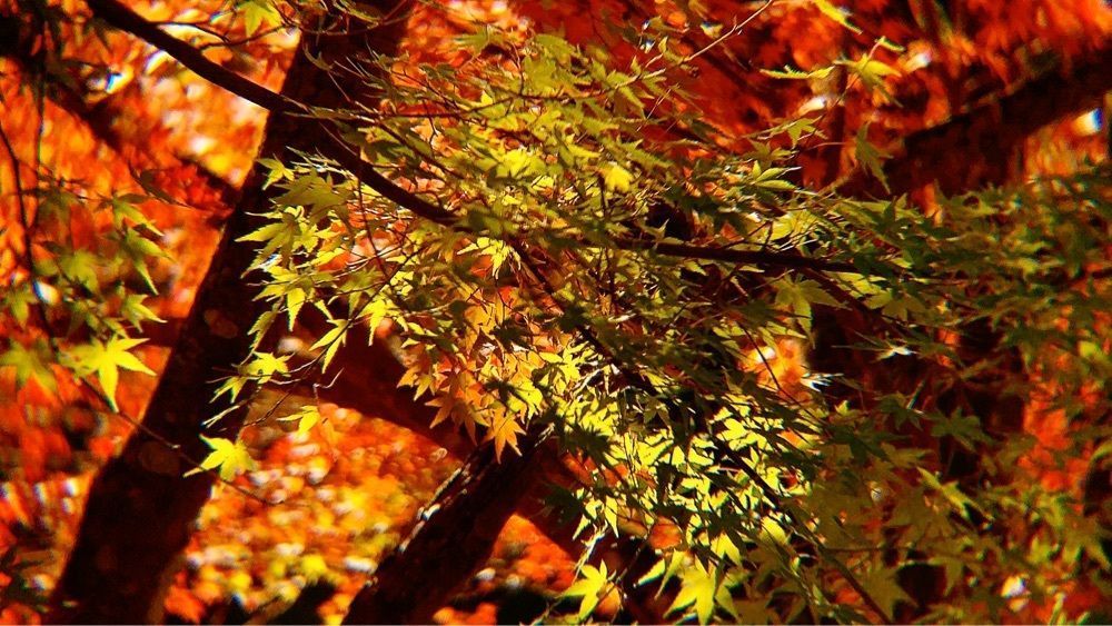 兎きちさんが投稿した青井岳自然公園に関する口コミの画像