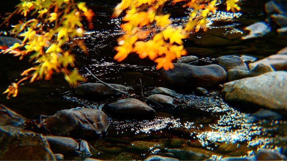兎きちさんが投稿した青井岳自然公園に関する口コミの画像