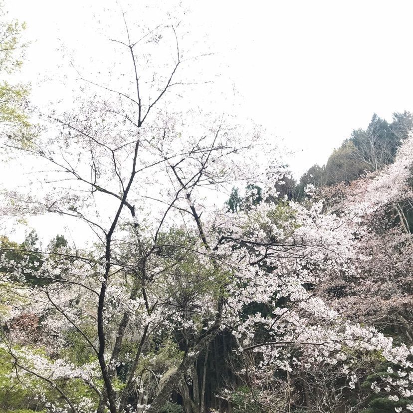 KIYOSHIさんが投稿した世界遺産　吉野山　眺望風呂と桜の宿　一休庵に関する口コミの画像