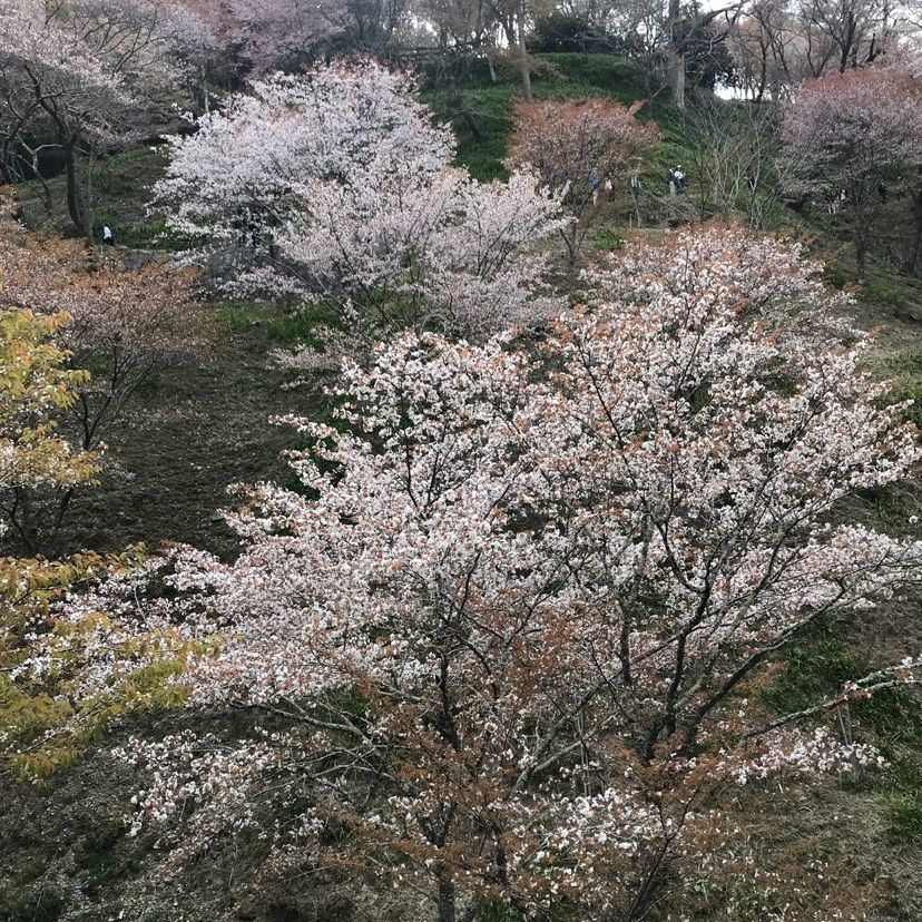 KIYOSHIさんが投稿した世界遺産　吉野山　眺望風呂と桜の宿　一休庵に関する口コミの画像