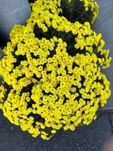 岩宿庵