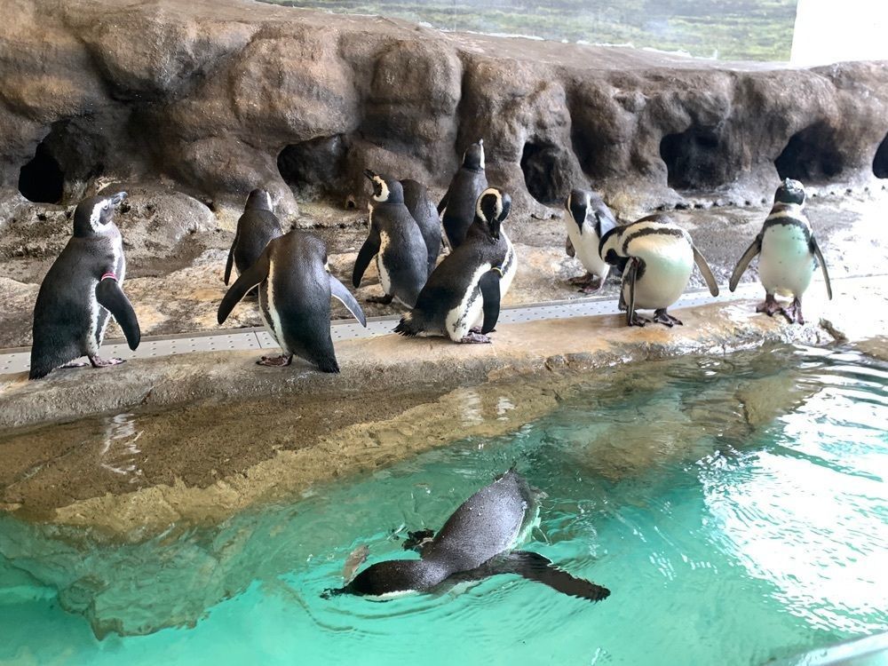 リトアニアの貴公子さんが投稿したしながわ水族館に関する口コミの画像
