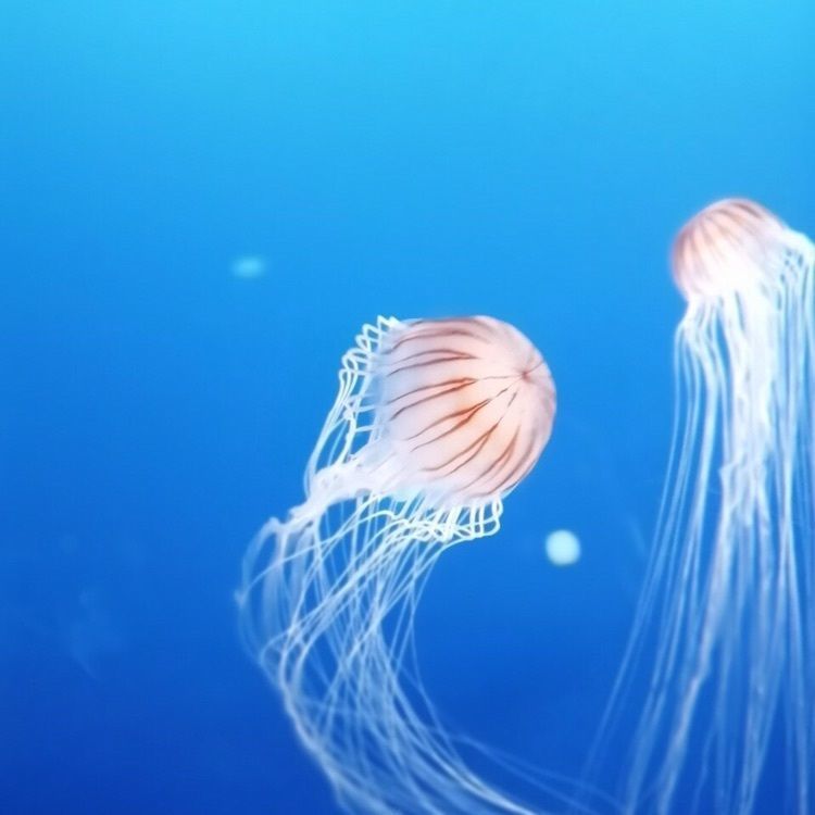 Yukariさんが投稿した新江ノ島水族館に関する口コミの画像