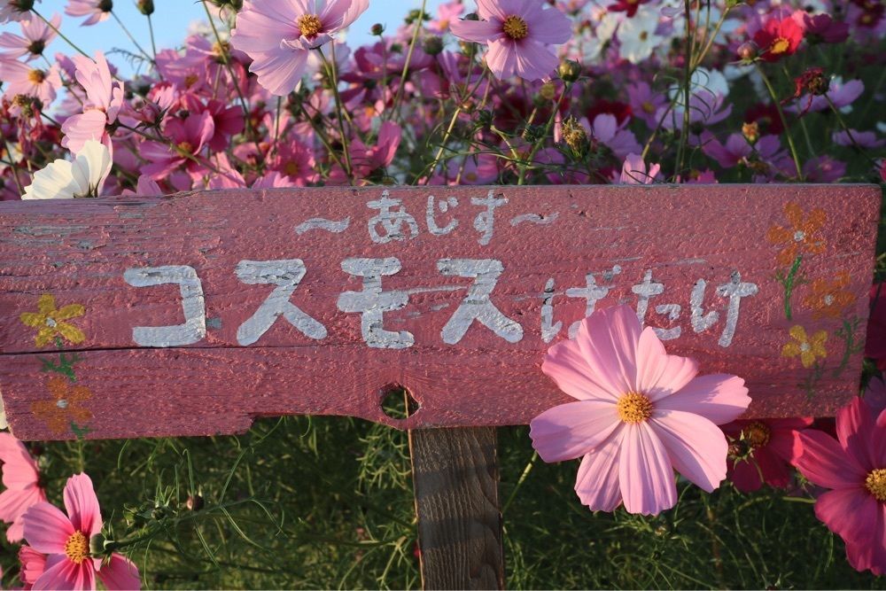 でぃーごさんが投稿した道の駅 きららあじすに関する口コミの画像