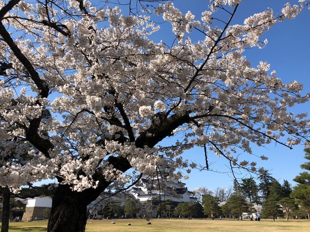 Akemiさんが投稿した鶴ヶ城公園の桜に関する口コミの画像