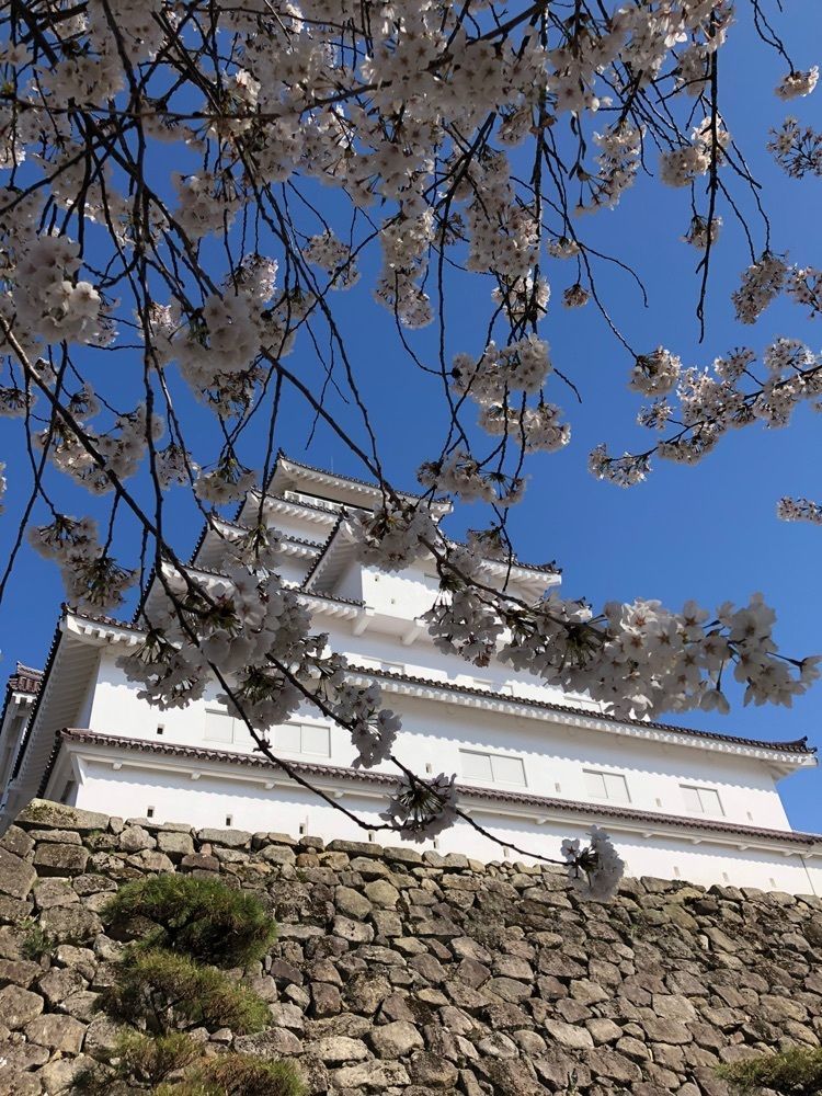 Akemiさんが投稿した鶴ヶ城公園の桜に関する口コミの画像