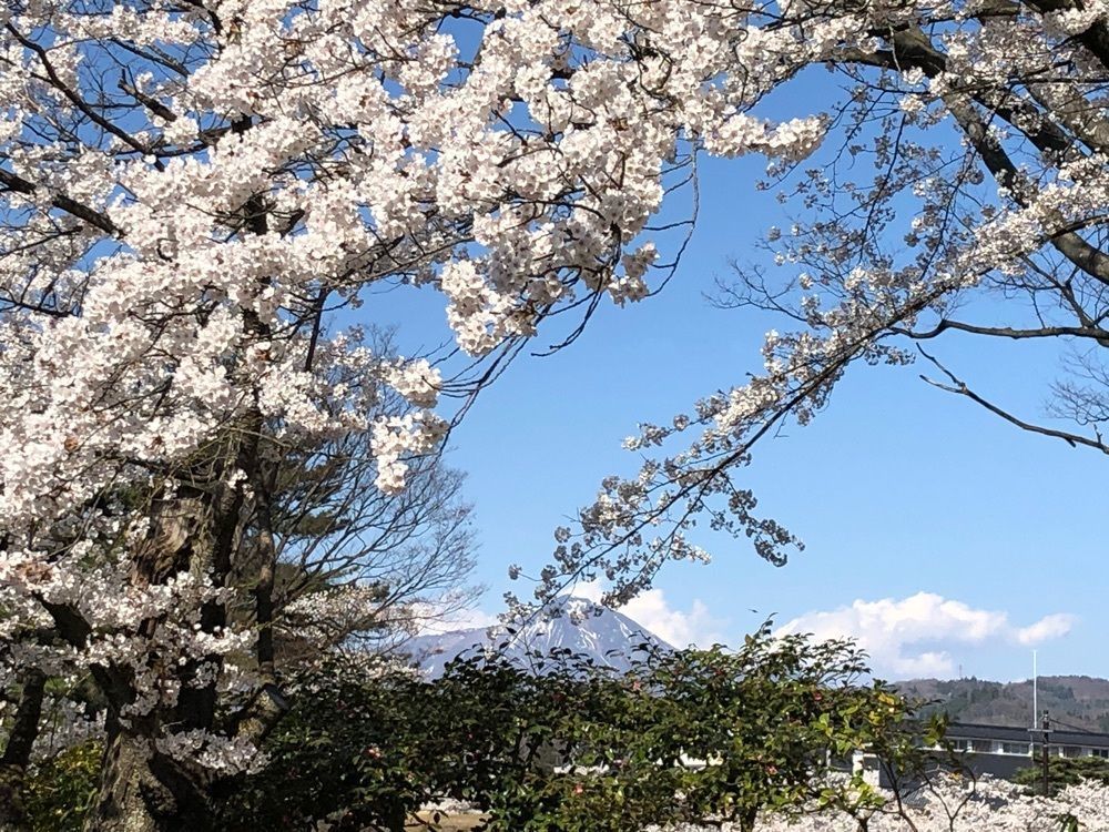 Akemiさんが投稿した鶴ヶ城公園の桜に関する口コミの画像