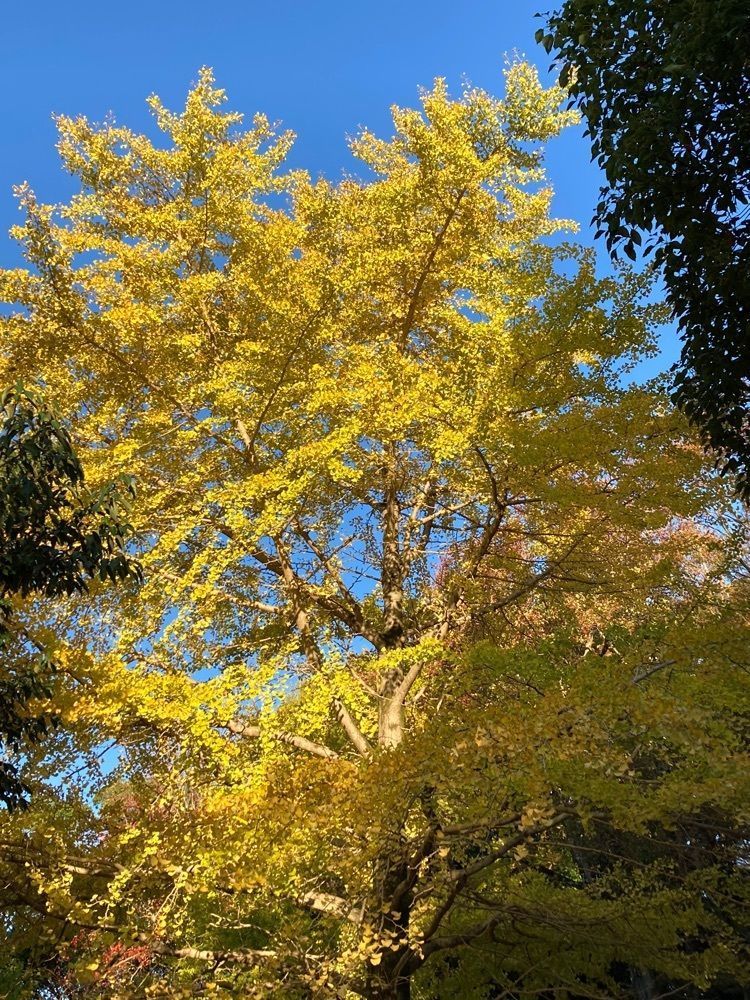 Howl Monさんが投稿したかぶと塚公園に関する口コミの画像