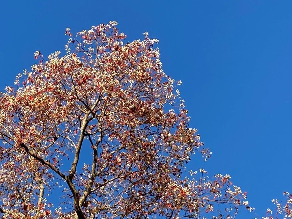 Howl Monさんが投稿したかぶと塚公園に関する口コミの画像
