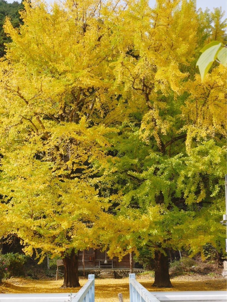 フラミンゴさんが投稿した宍粟市に関する口コミの画像