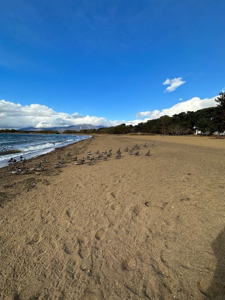 かめ_メグミさんが投稿した志田浜に関する口コミの画像