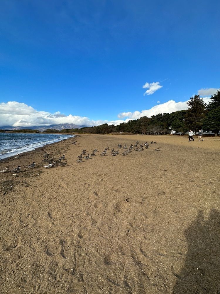 かめ_メグミさんが投稿した志田浜に関する口コミの画像