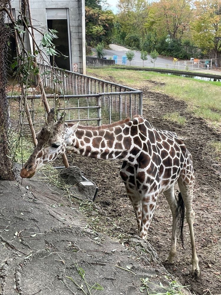 お出かけ名古屋人さんが投稿した若鯱家 東山動植物園店（WAKASHACHIYA）に関する口コミの画像