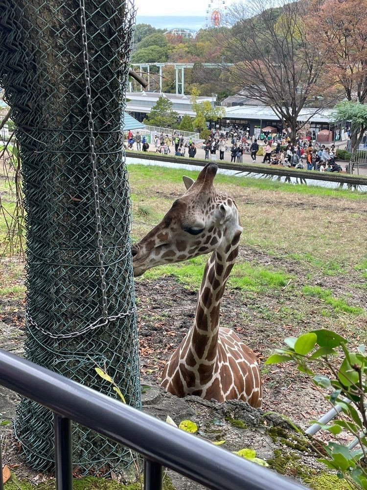 お出かけ名古屋人さんが投稿した若鯱家 東山動植物園店（WAKASHACHIYA）に関する口コミの画像