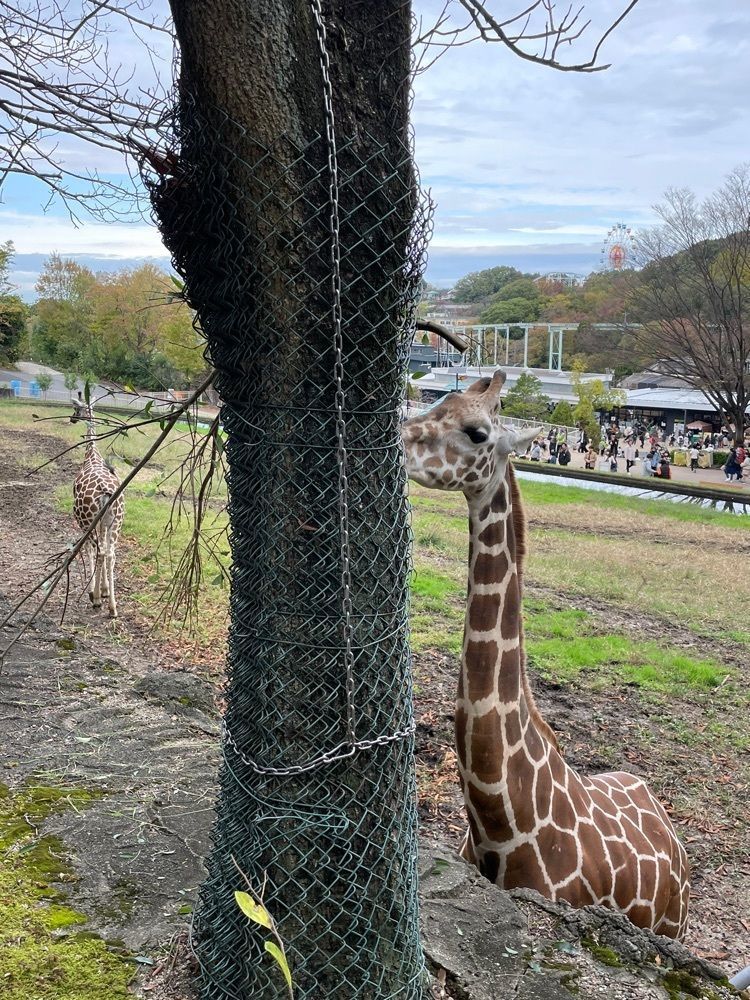 お出かけ名古屋人さんが投稿した若鯱家 東山動植物園店（WAKASHACHIYA）に関する口コミの画像
