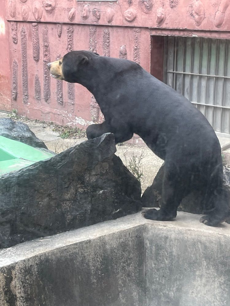 お出かけ名古屋人さんが投稿した若鯱家 東山動植物園店（WAKASHACHIYA）に関する口コミの画像
