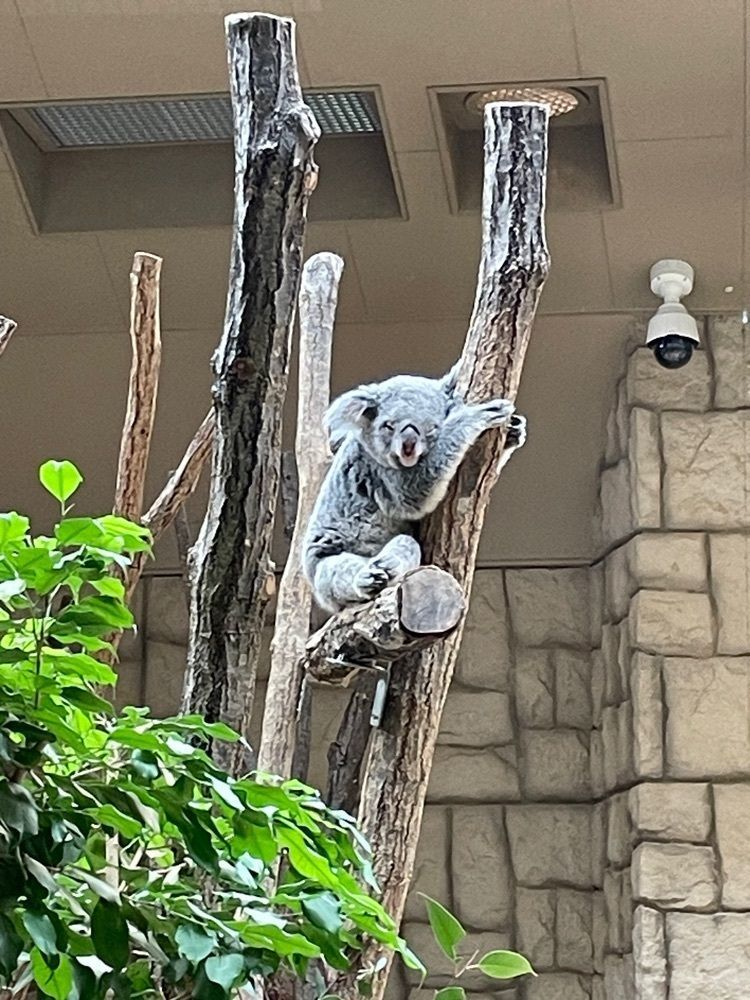 お出かけ名古屋人さんが投稿した若鯱家 東山動植物園店（WAKASHACHIYA）に関する口コミの画像