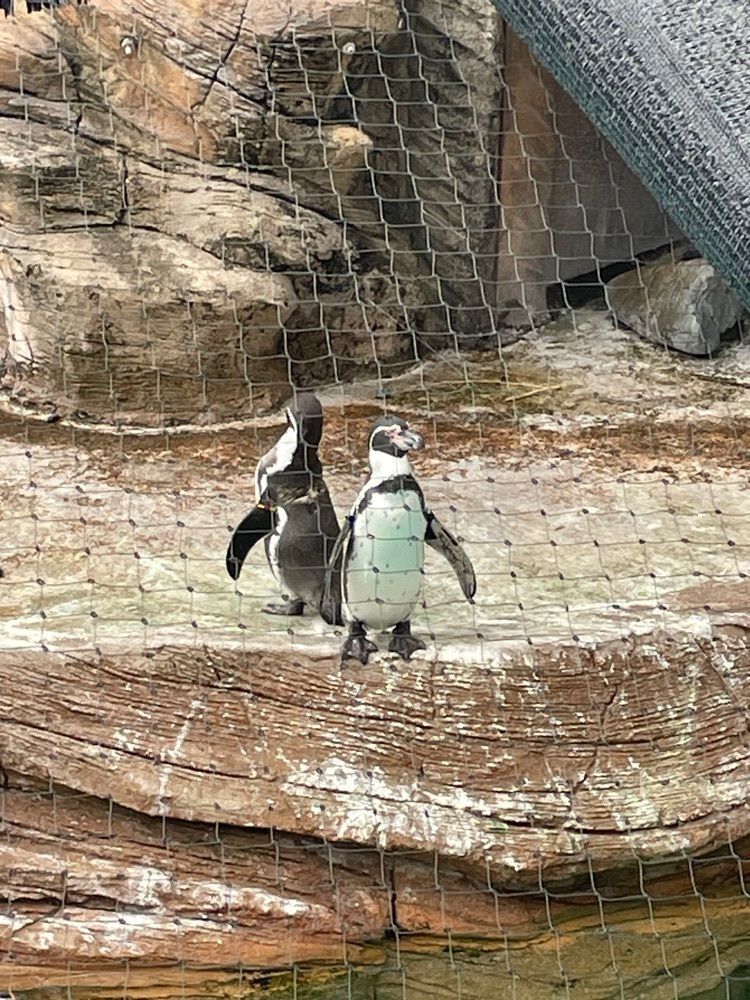 お出かけ名古屋人さんが投稿した若鯱家 東山動植物園店（WAKASHACHIYA）に関する口コミの画像