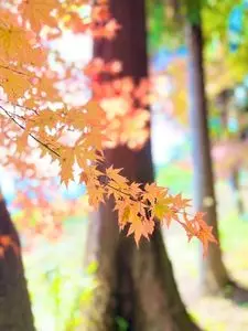 宝登山
