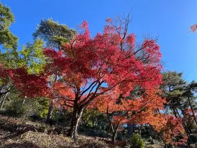 両崖山