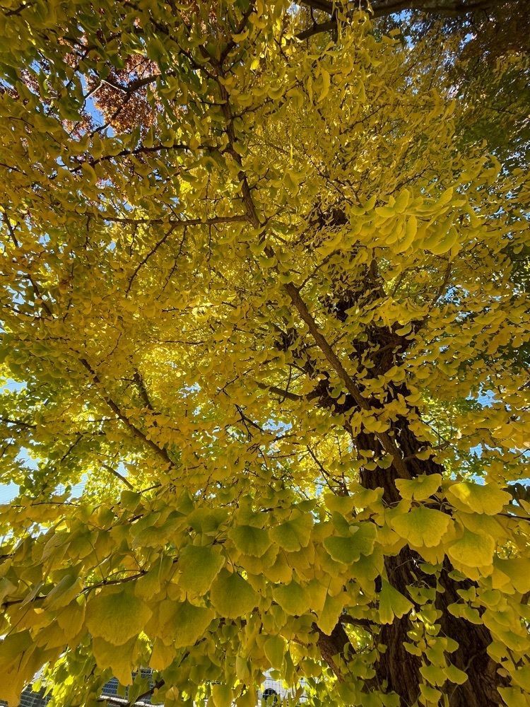 maaasanさんが投稿した両崖山に関する口コミの画像