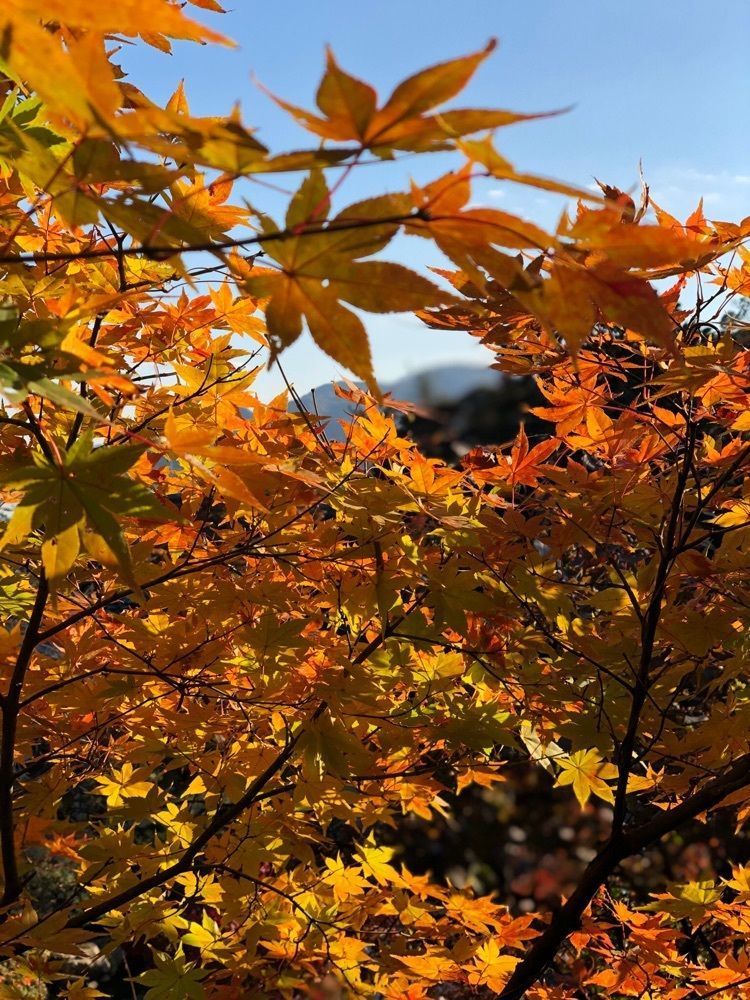 nicanさんが投稿した善水寺に関する口コミの画像