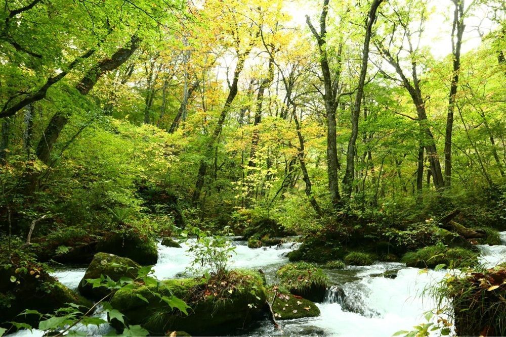 でぃーごさんが投稿した奥入瀬に関する口コミの画像