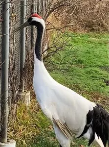 釧路市丹頂鶴自然公園