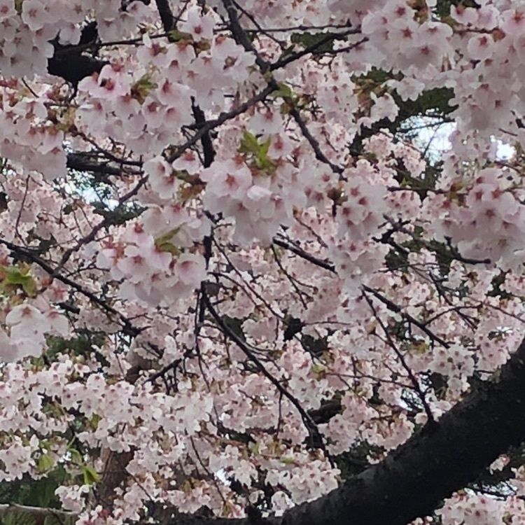 桜🌸mamaさんが投稿したホテル紅葉館 （ホテルコウヨウカン）に関する口コミの画像