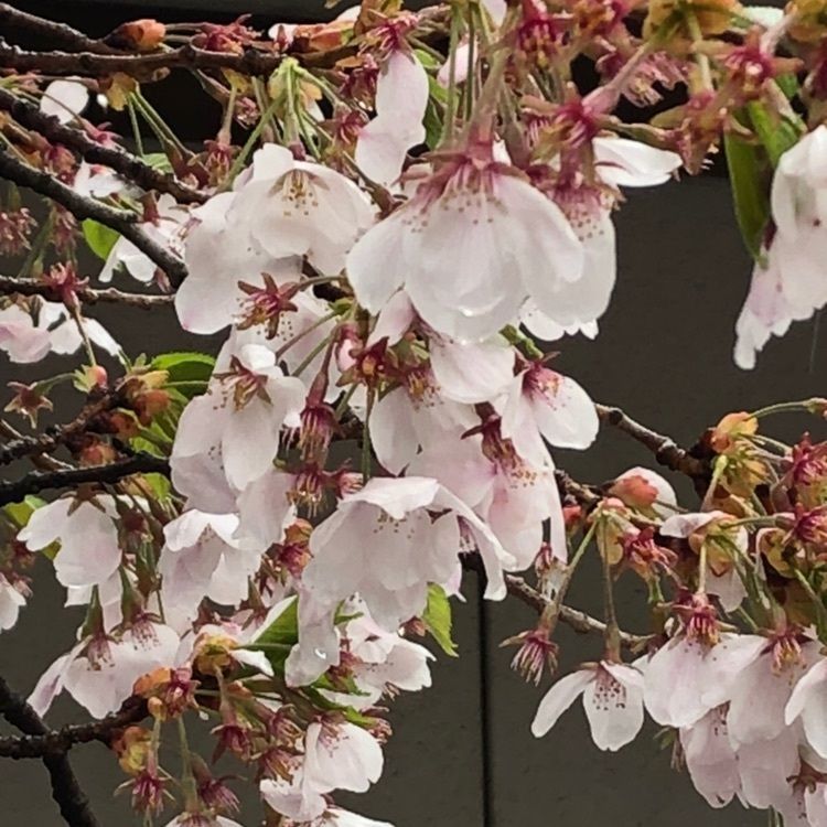 桜🌸mamaさんが投稿したホテル紅葉館 （ホテルコウヨウカン）に関する口コミの画像