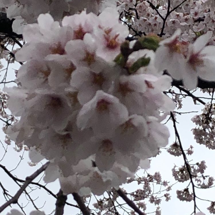 桜🌸mamaさんが投稿したホテル紅葉館 （ホテルコウヨウカン）に関する口コミの画像