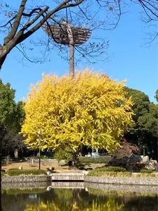 平塚市総合公園