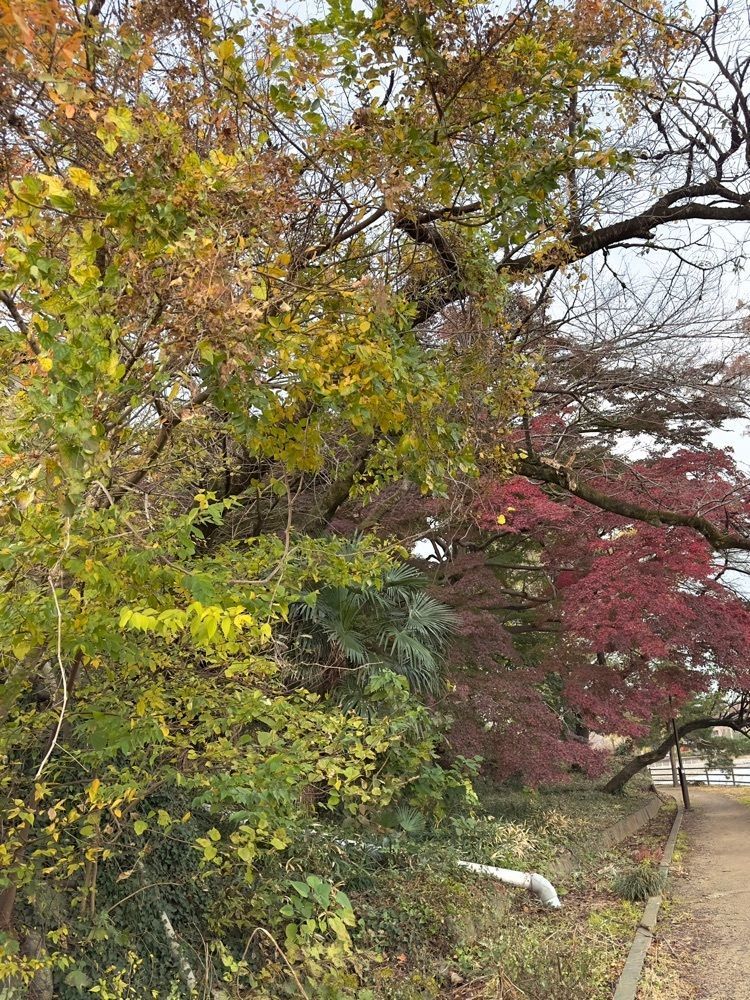 からっ風②さんが投稿した食事処あざみに関する口コミの画像