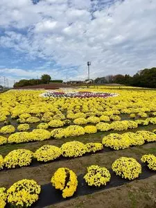 あかぼり蓮園