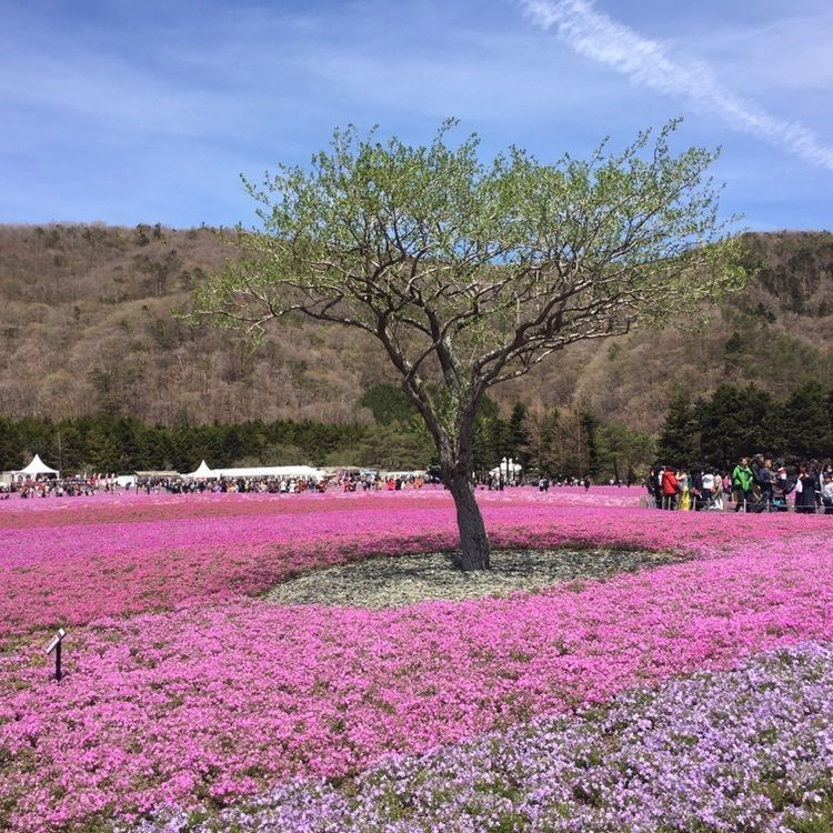 こまささんが投稿した画像の画像