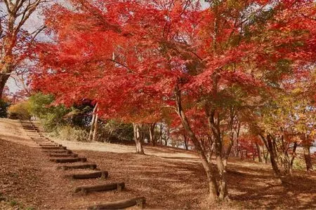 紅葉山公園