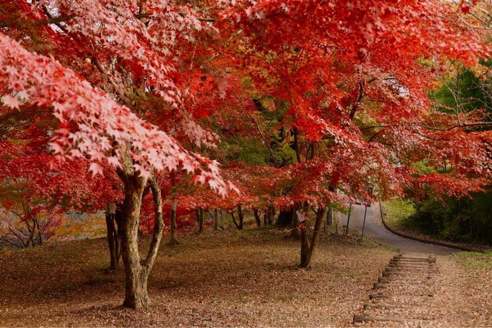 kohchanさんが投稿した紅葉山公園に関する口コミの画像